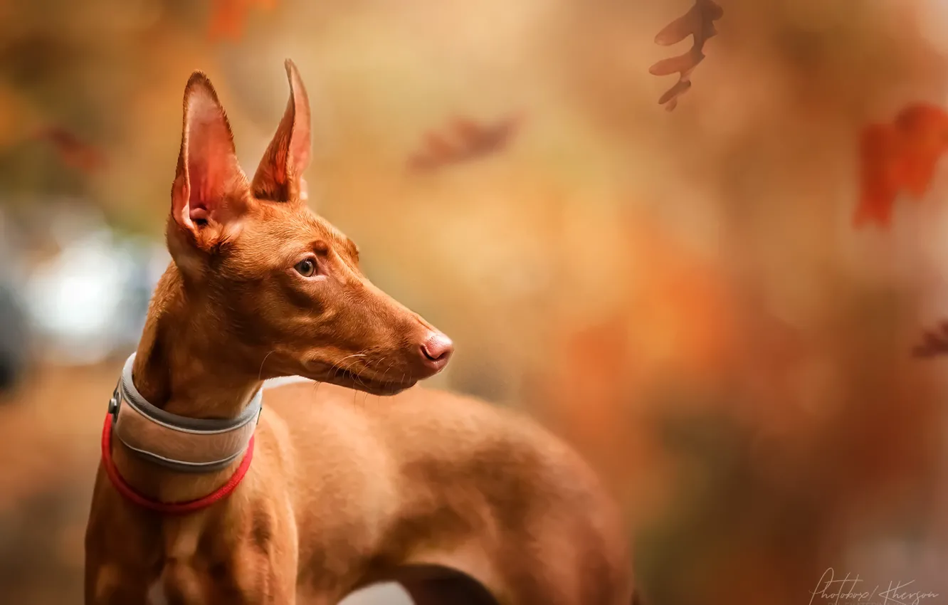 Photo wallpaper autumn, leaves, nature, animal, dog, Pharaoh, profile, dog