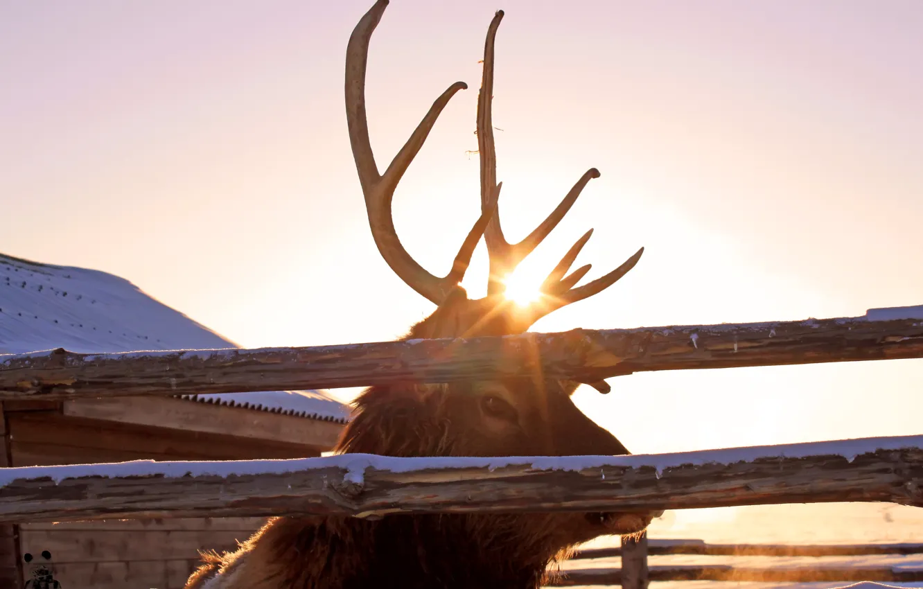 Photo wallpaper animal, deer, horns, maral, Pyatkov_Denis