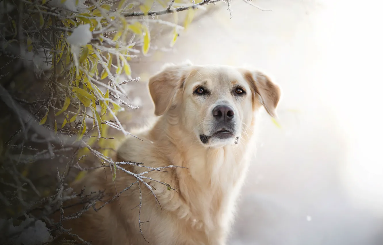 Photo wallpaper frost, look, face, branches, background, dog, Golden Retriever, Golden Retriever