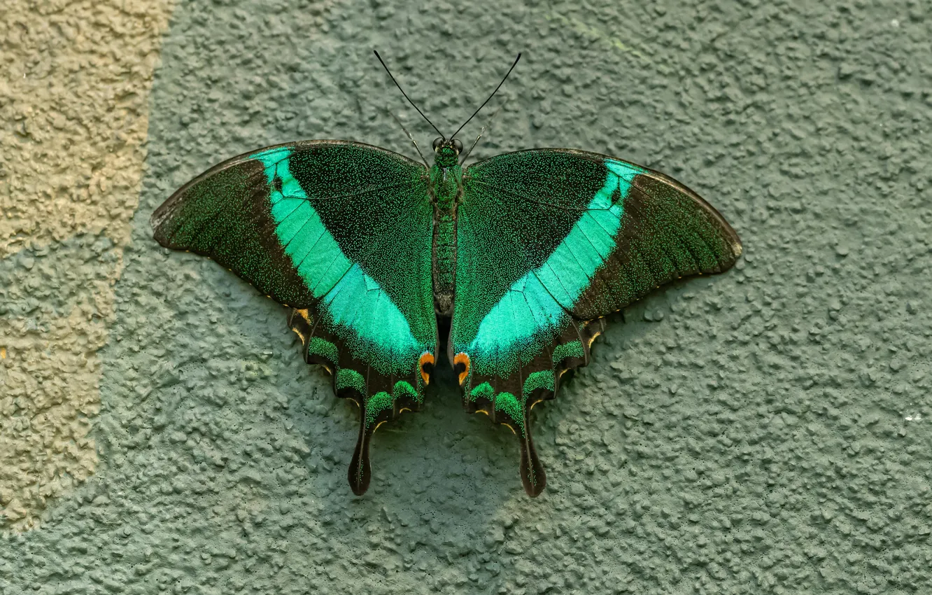 Photo wallpaper macro, butterfly, wings, beautiful, closeup