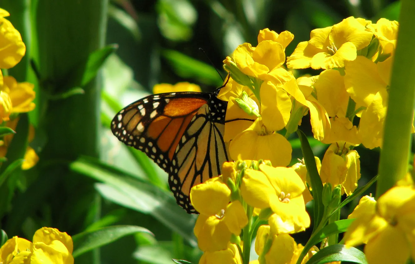 Photo wallpaper flowers, butterfly, plant, moth
