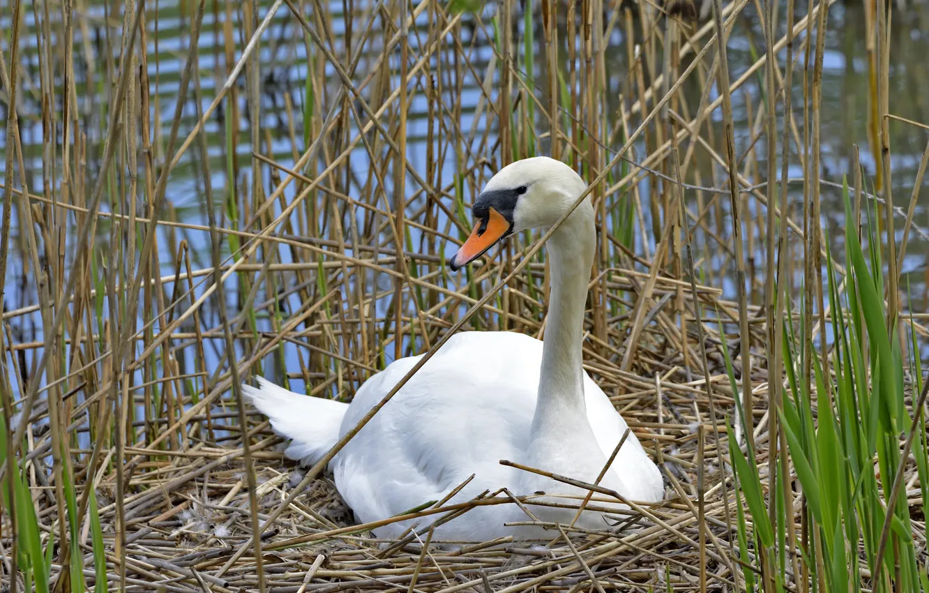 Photo wallpaper grass, bird, socket, profile, Swan