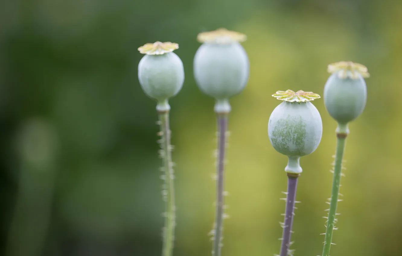 Photo wallpaper macro, nature, Maki