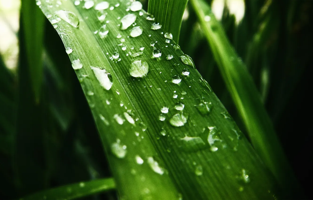 Photo wallpaper leaves, water, drops, macro, flowers