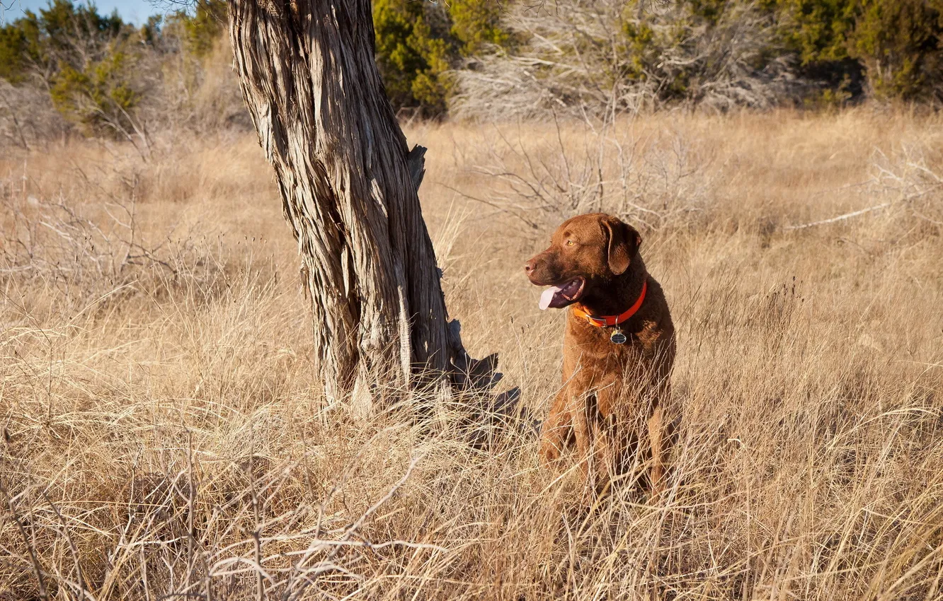 Photo wallpaper field, nature, dog