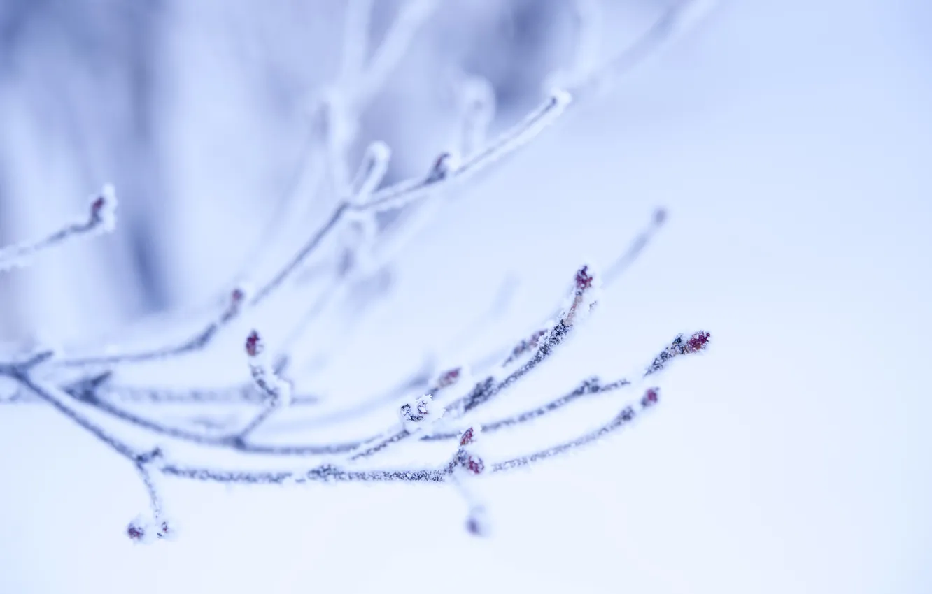 Photo wallpaper winter, frost, nature, sprig, kidney