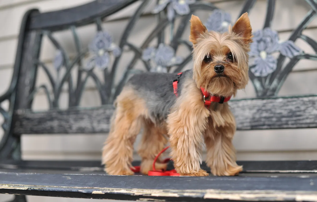 Photo wallpaper dog, bench, Yorkshire Terrier