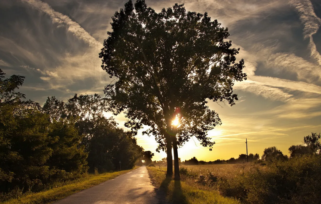 Photo wallpaper road, landscape, sunset, tree