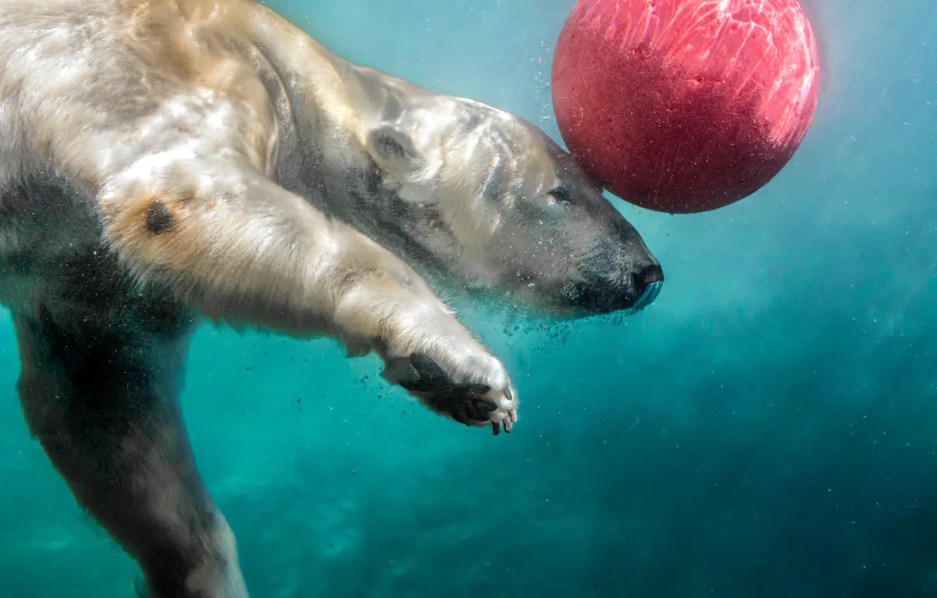 Photo wallpaper water, the ball, polar bear