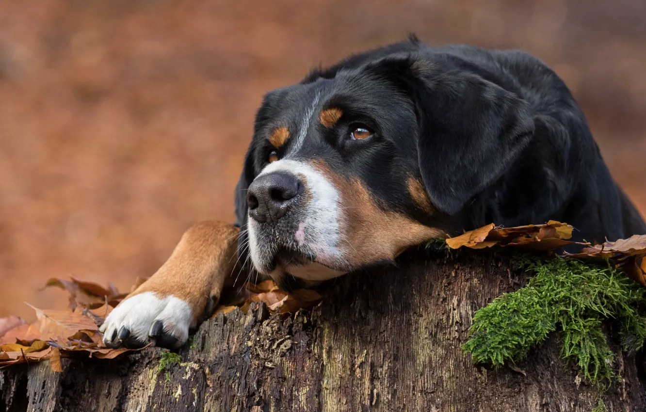 Photo wallpaper face, portrait, dog, Greater Swiss mountain dog
