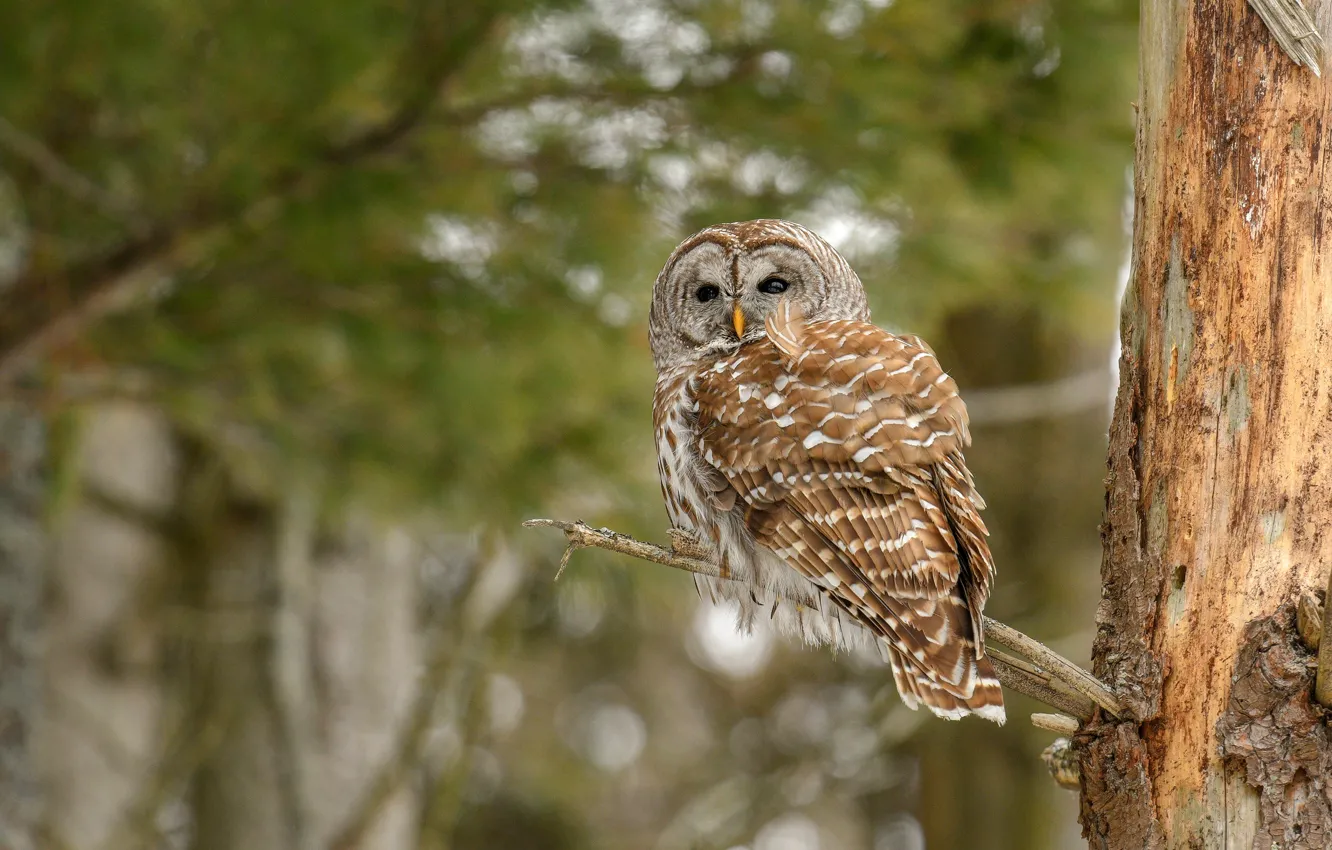 Photo wallpaper trees, branches, owl, bird, owl