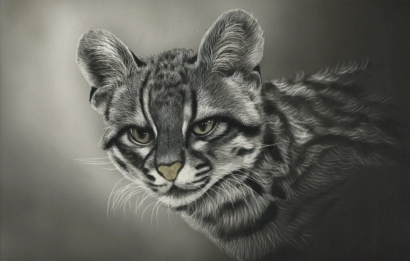 Photo wallpaper look, background, clouded leopard