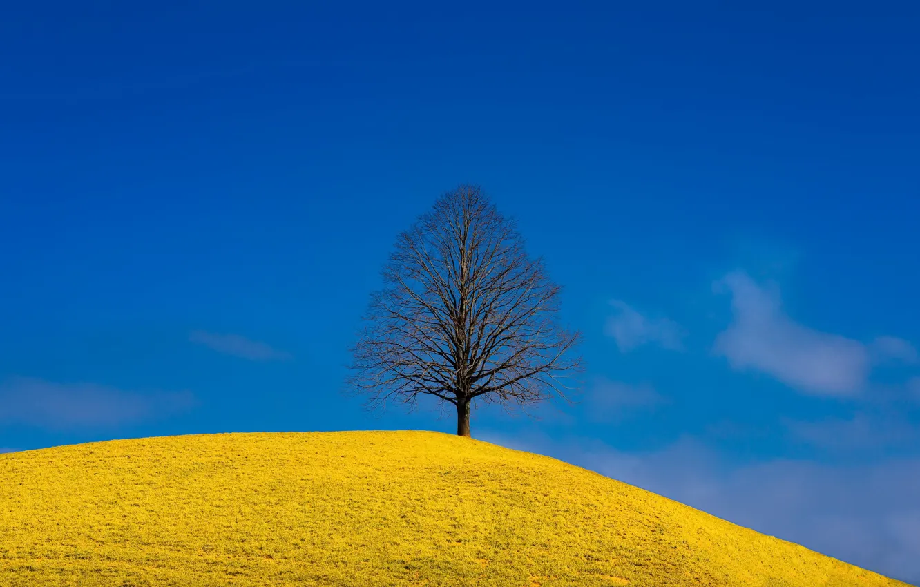 Photo wallpaper yellow, nature, blue