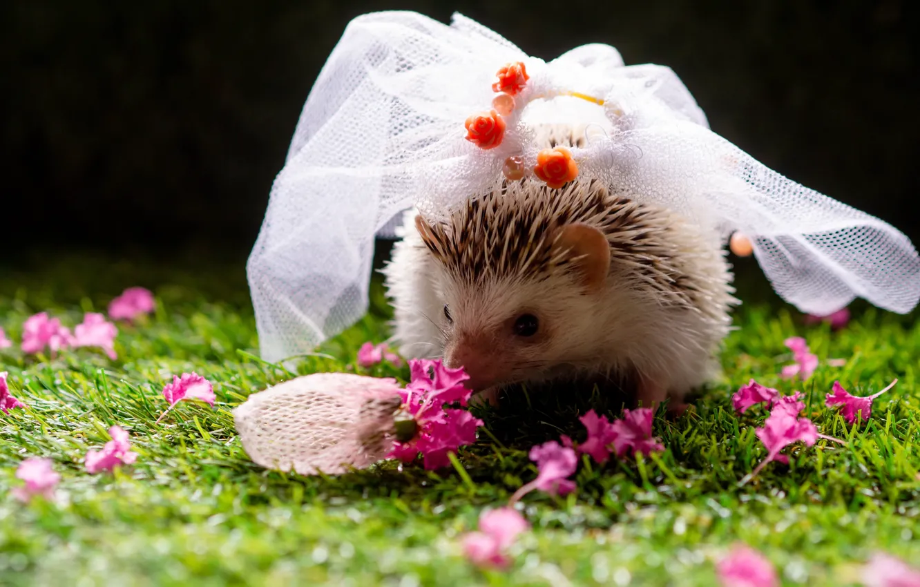 Photo wallpaper flowers, baby, the bride, hedgehog