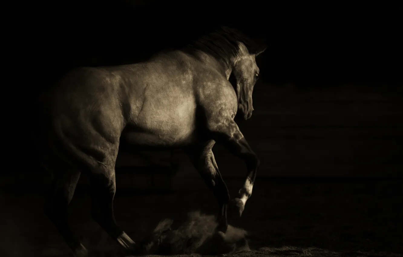 Photo wallpaper nature, background, horse