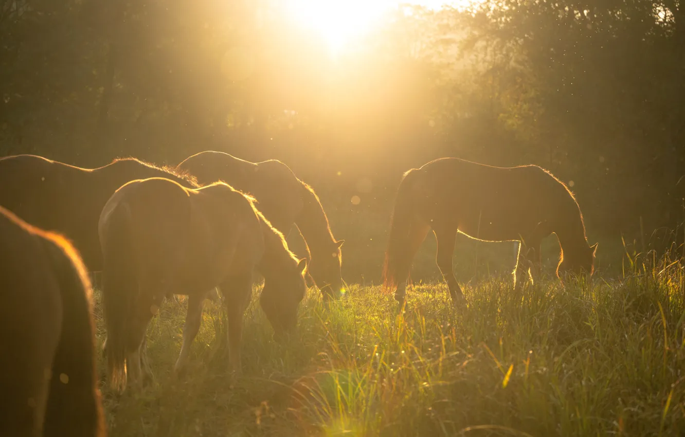 Photo wallpaper forest, summer, grass, the sun, rays, light, fog, horse