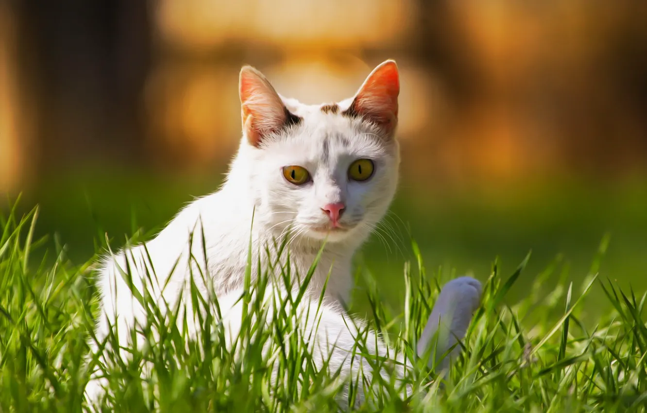 Photo wallpaper cat, background, weed