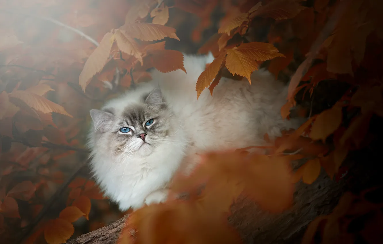 Photo wallpaper autumn, cat, cat, look, leaves, branches, nature, log
