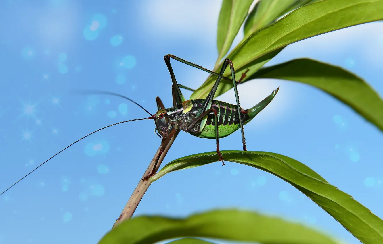 Photo wallpaper leaves, macro, treatment, stem, grasshopper, blue background