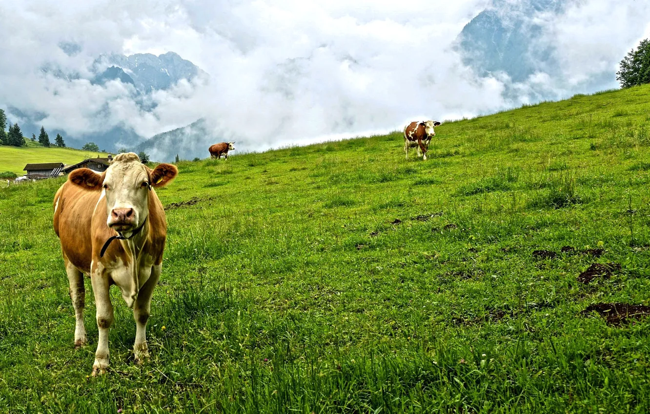 Photo wallpaper greens, forest, grass, clouds, trees, mountains, cows, meadow