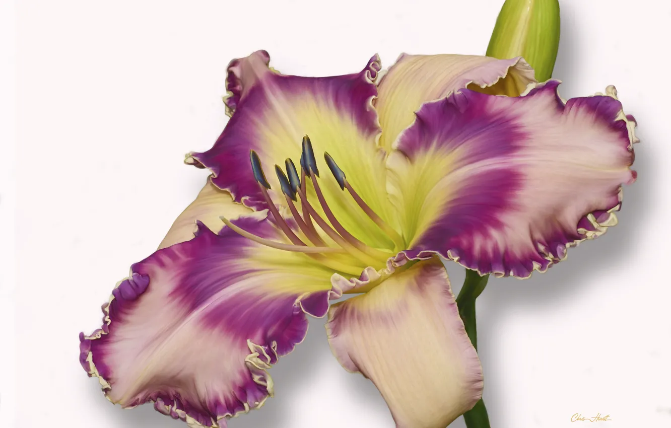Photo wallpaper flowers, pink, daylilies
