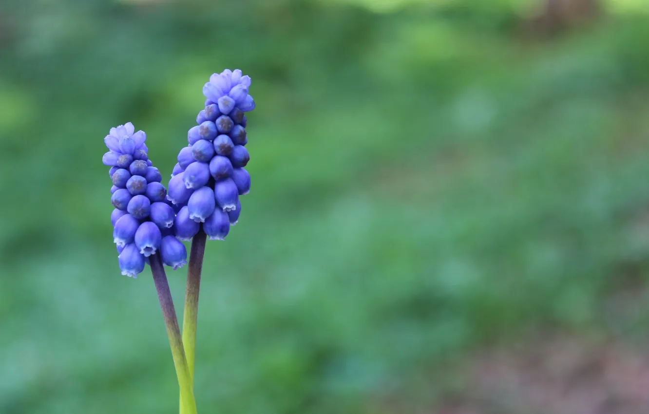 Photo wallpaper greens, macro, flowers, green, spring, flowers, macro, bokeh