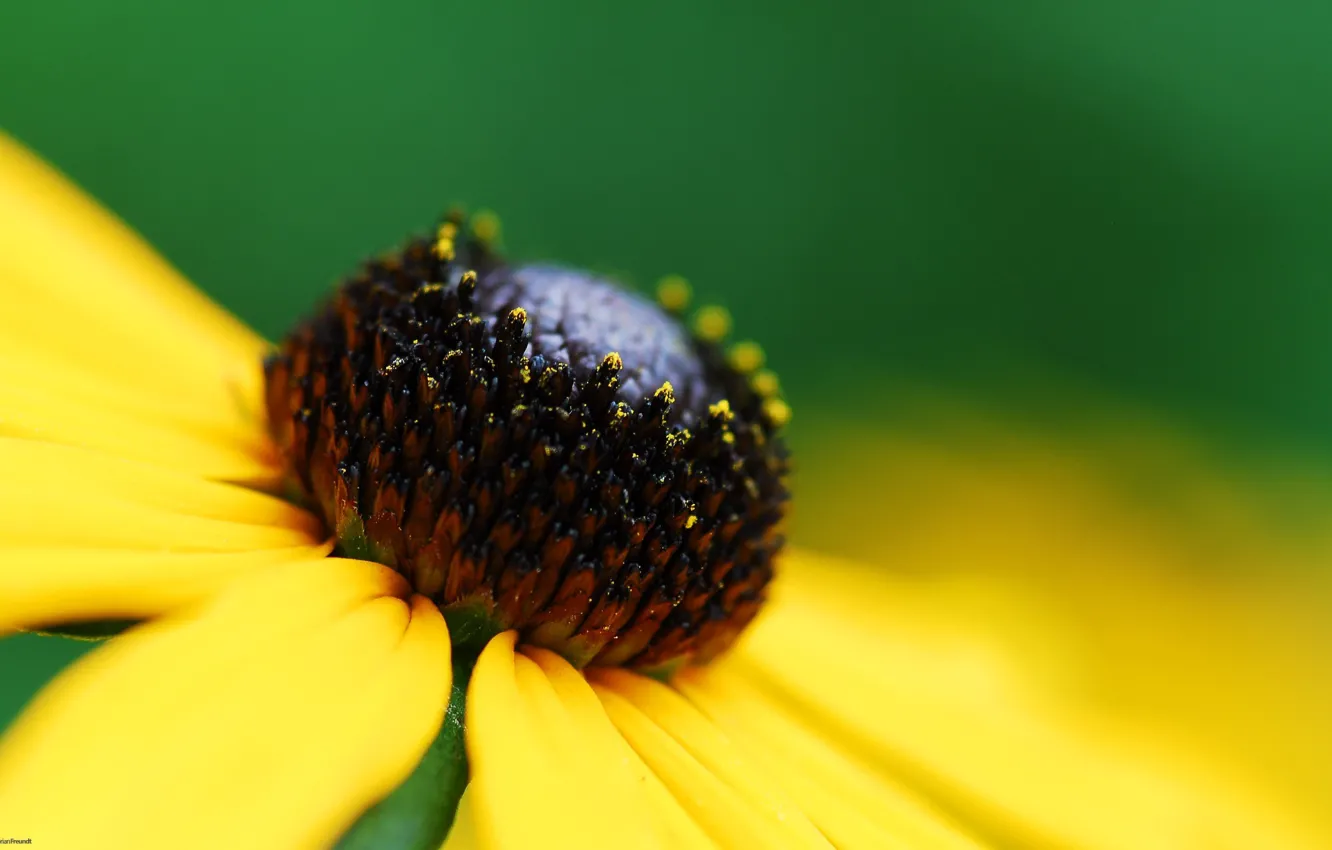 Photo wallpaper flowers, yellow, microsemi