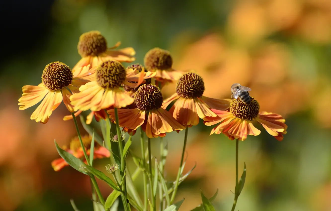 Photo wallpaper autumn, flowers, nature, bee, bokeh