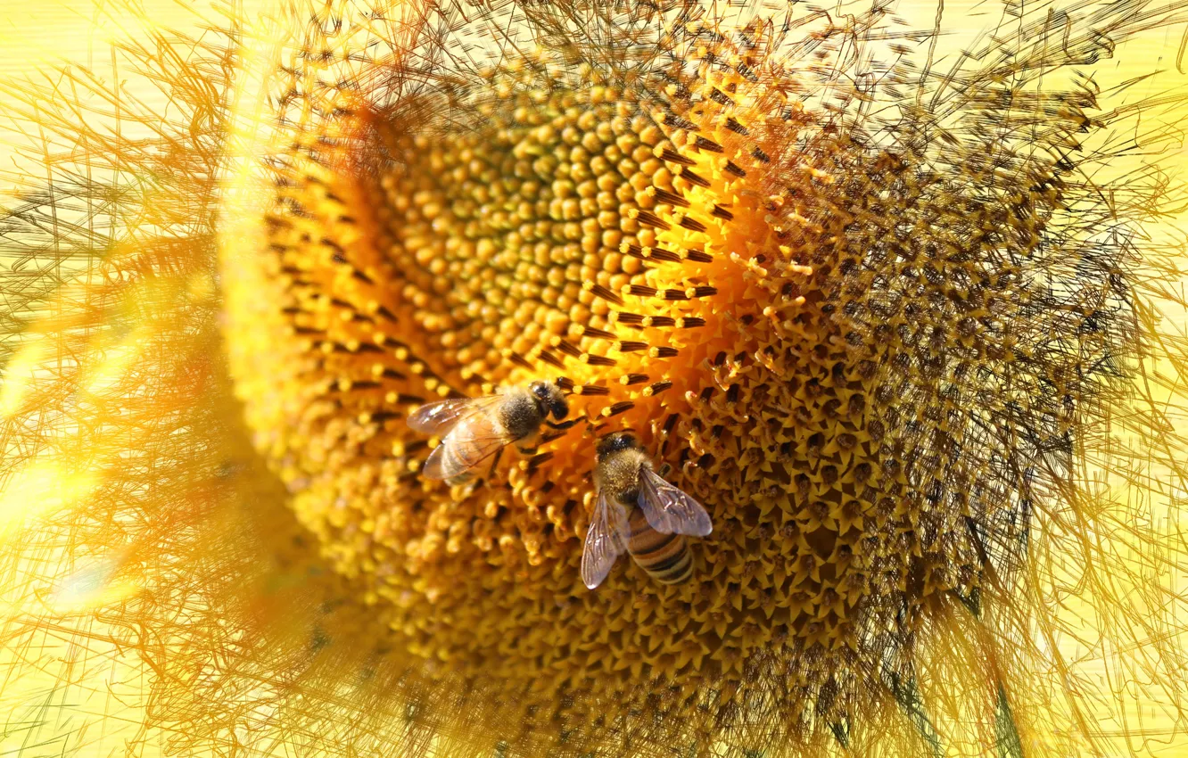 Photo wallpaper flowers, nature, bee