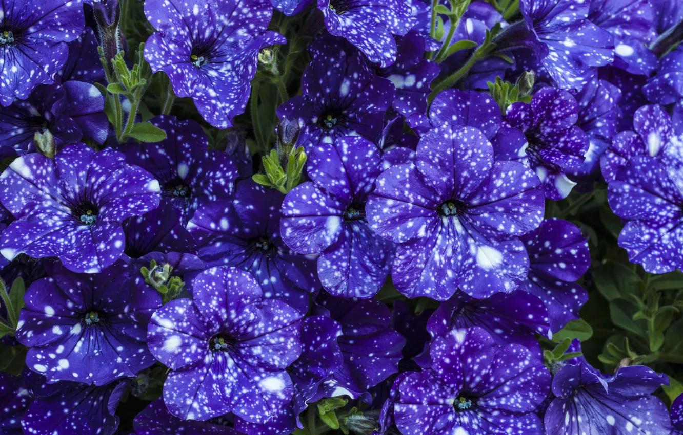 Photo wallpaper purple, flowers, beautiful, Petunia