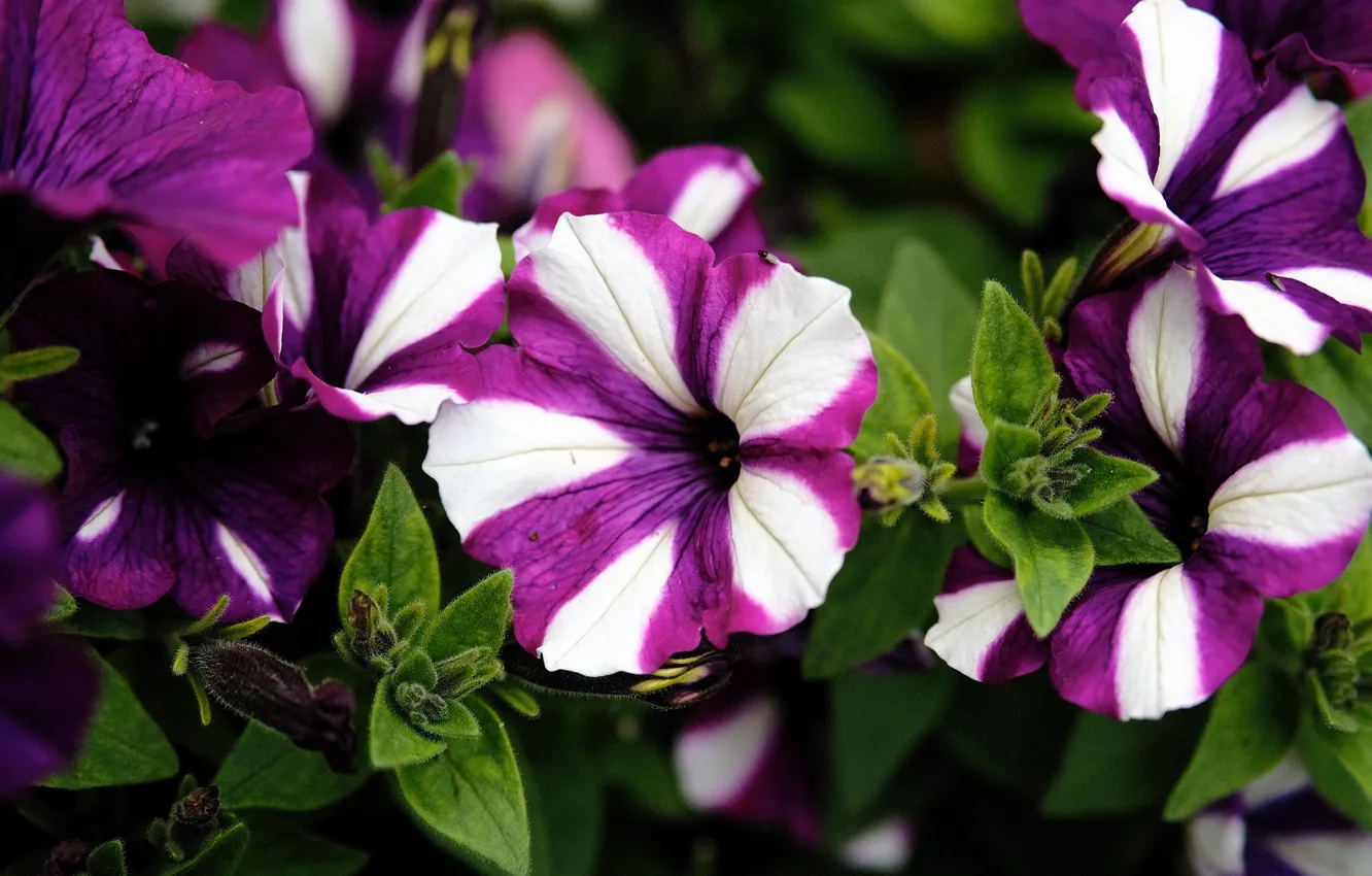 Photo wallpaper macro, Petunia, motley