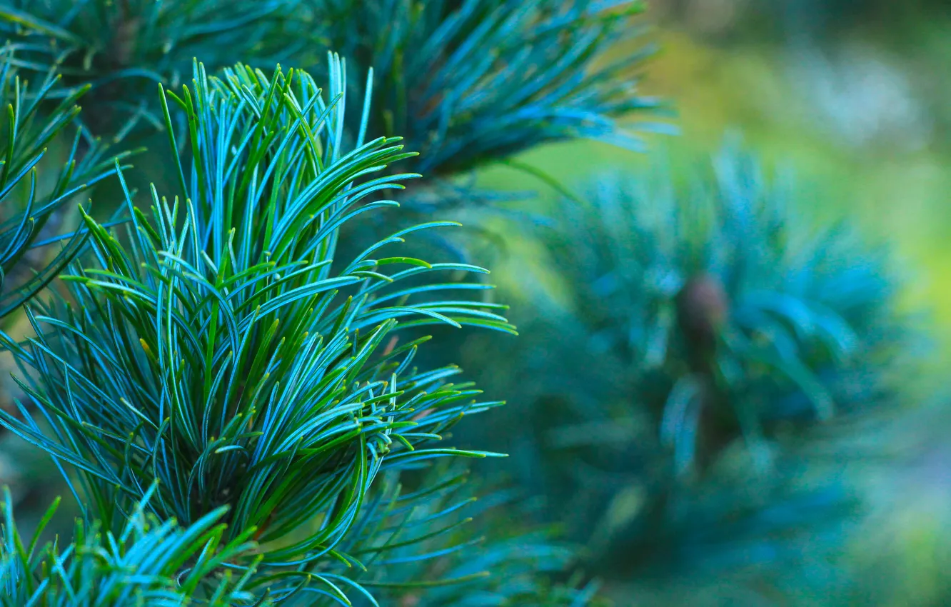 Photo wallpaper green, pine, twig