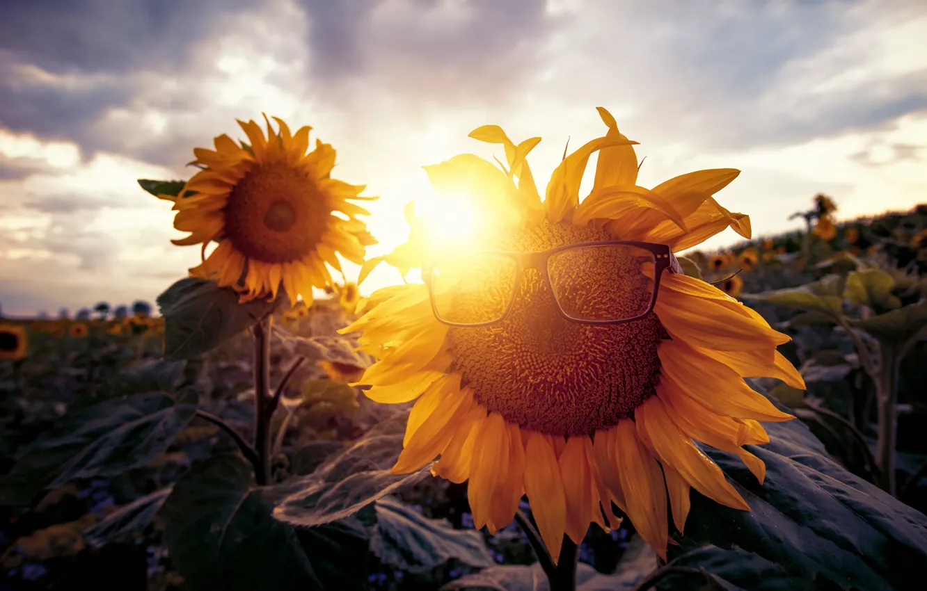 Photo wallpaper summer, sunflowers, glasses