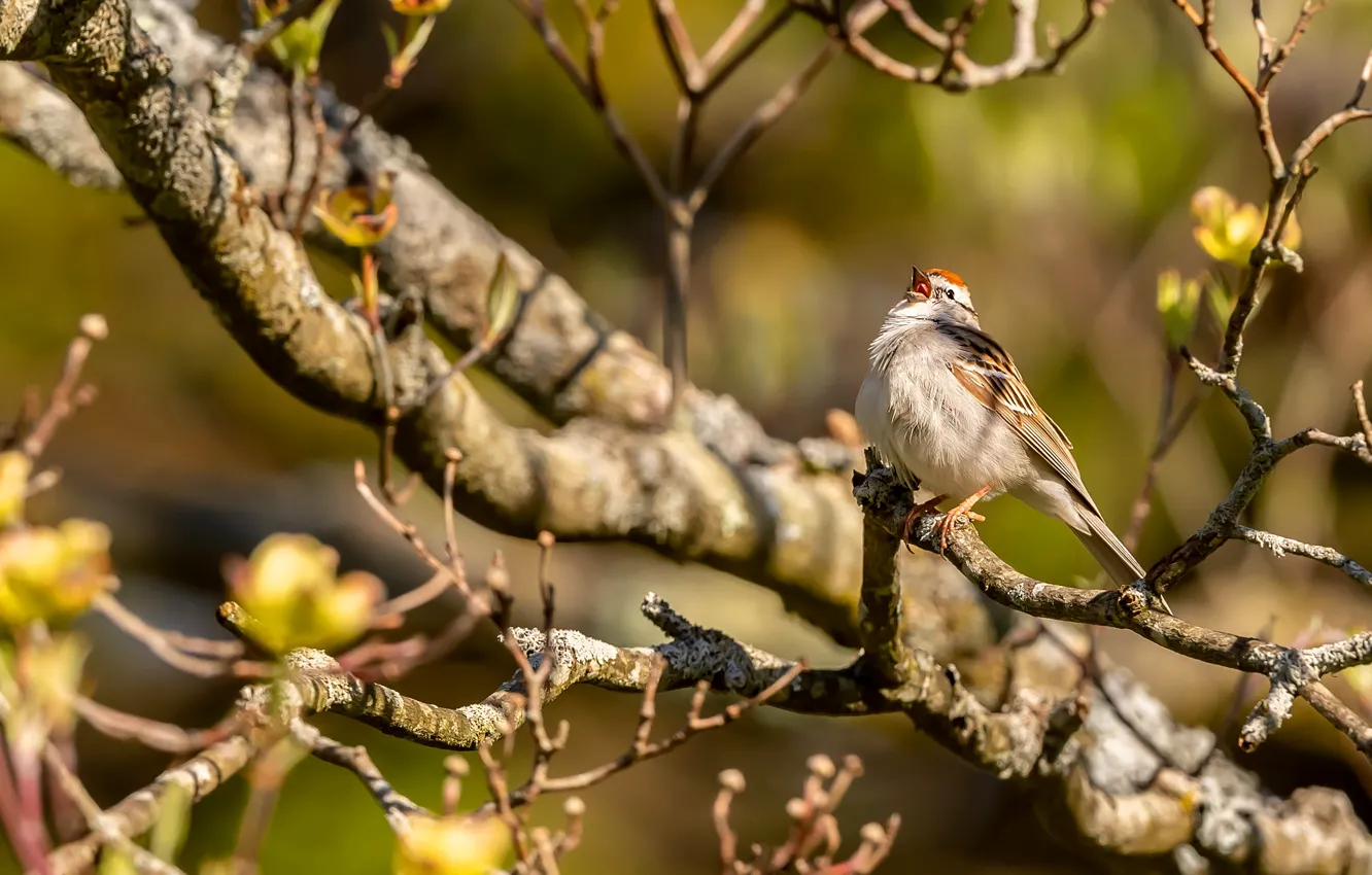 Photo wallpaper leaves, light, trees, branches, grey, background, bird, shadow