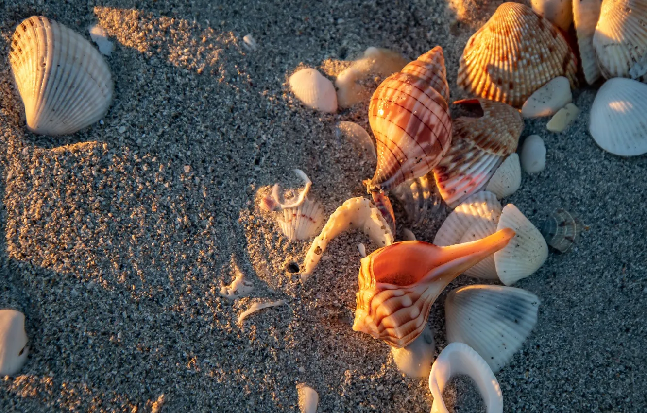 Photo wallpaper sand, beach, shell