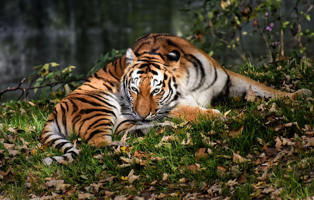 Photo wallpaper autumn, grass, look, leaves, nature, tiger, pose, foliage