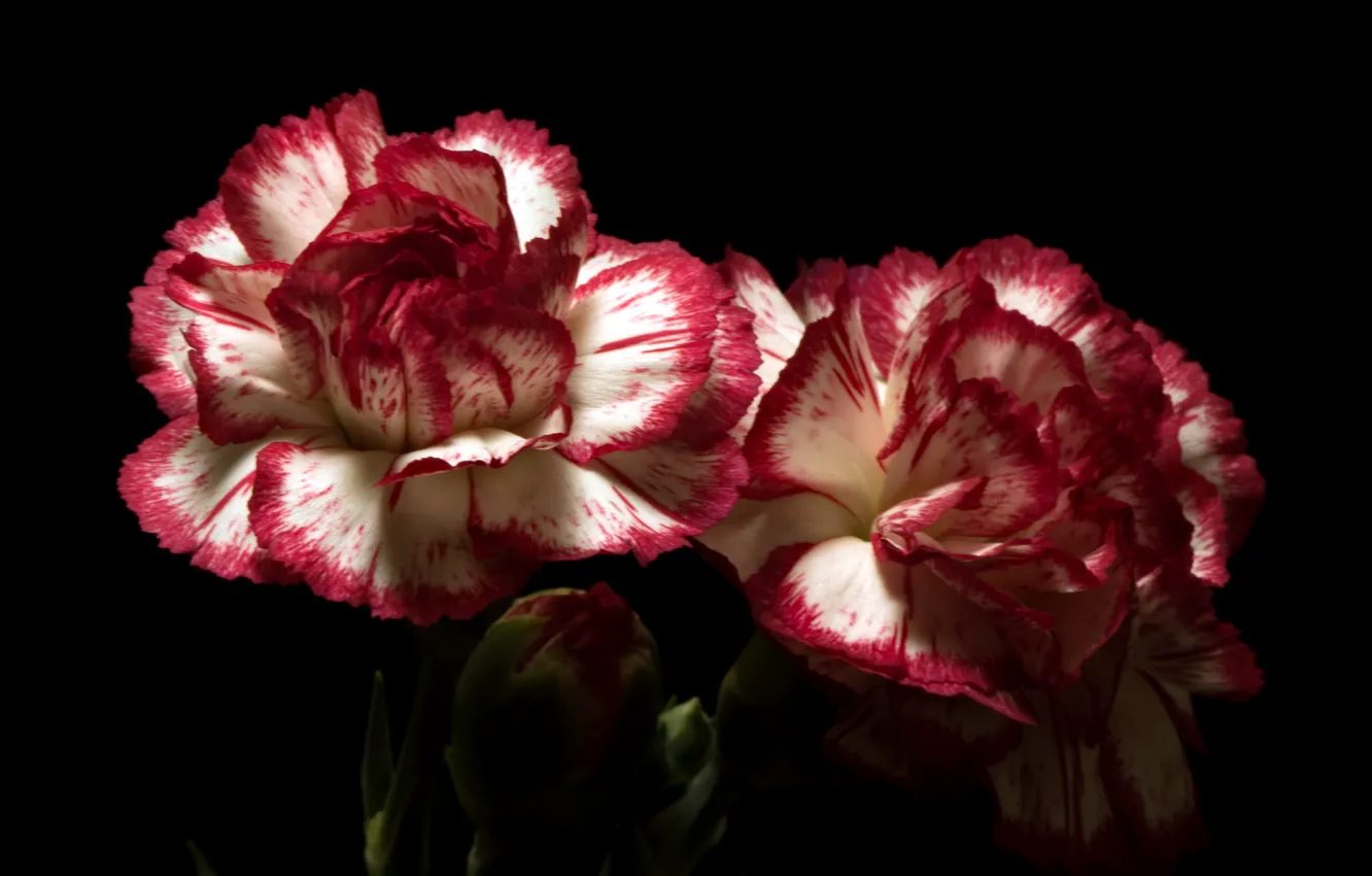 Photo wallpaper flowers, background, clove