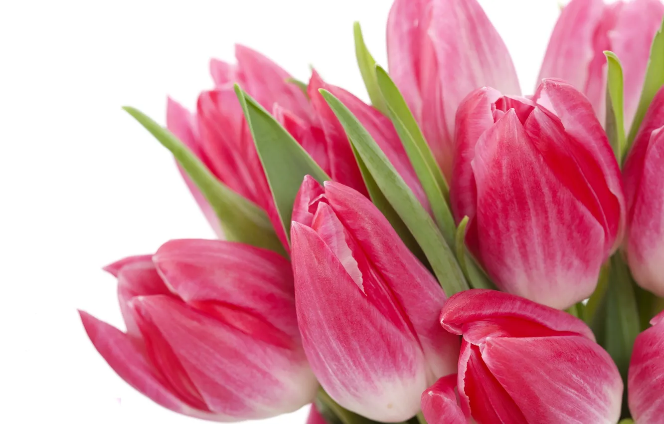 Photo wallpaper leaves, flowers, bright, beauty, bouquet, petals, tulips, pink