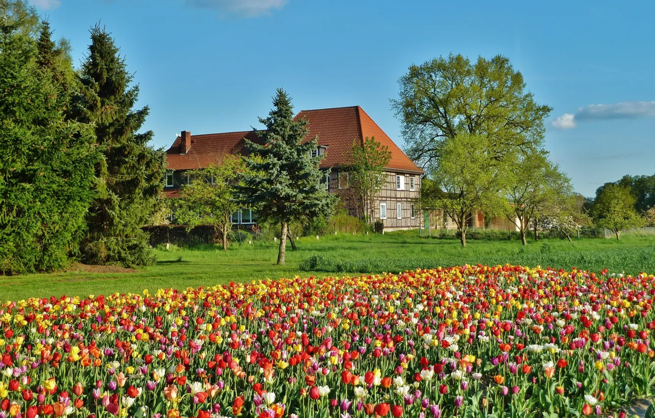 Photo wallpaper field, home, spring, tulips, field, tulips, spring