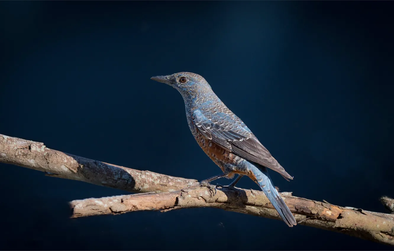 Photo wallpaper branches, bird, Blue Stone Thrush