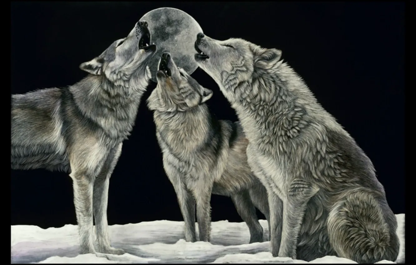 Photo wallpaper Predator, nature, animal, wolf, wildlife, portrait, portrait., Canis lupus. face