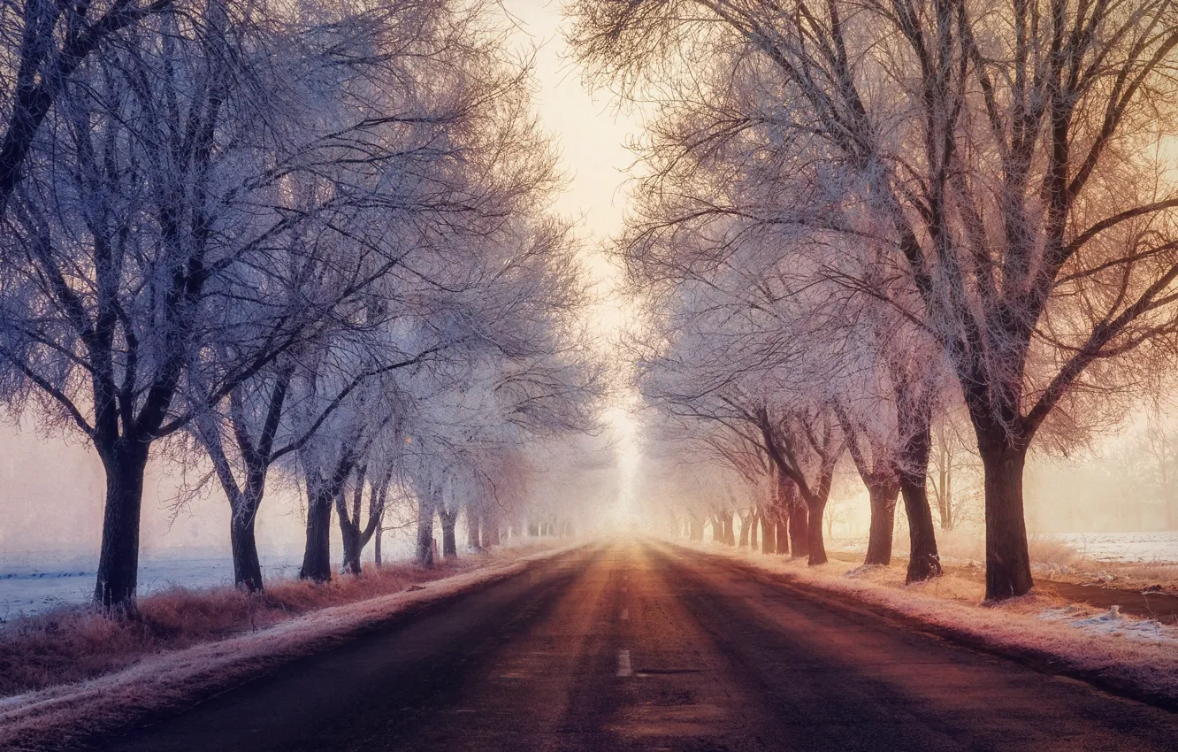 Photo wallpaper winter, frost, road, fog