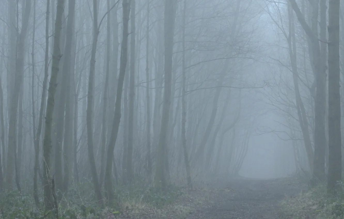 Photo wallpaper winter, forest, trees, fog, path