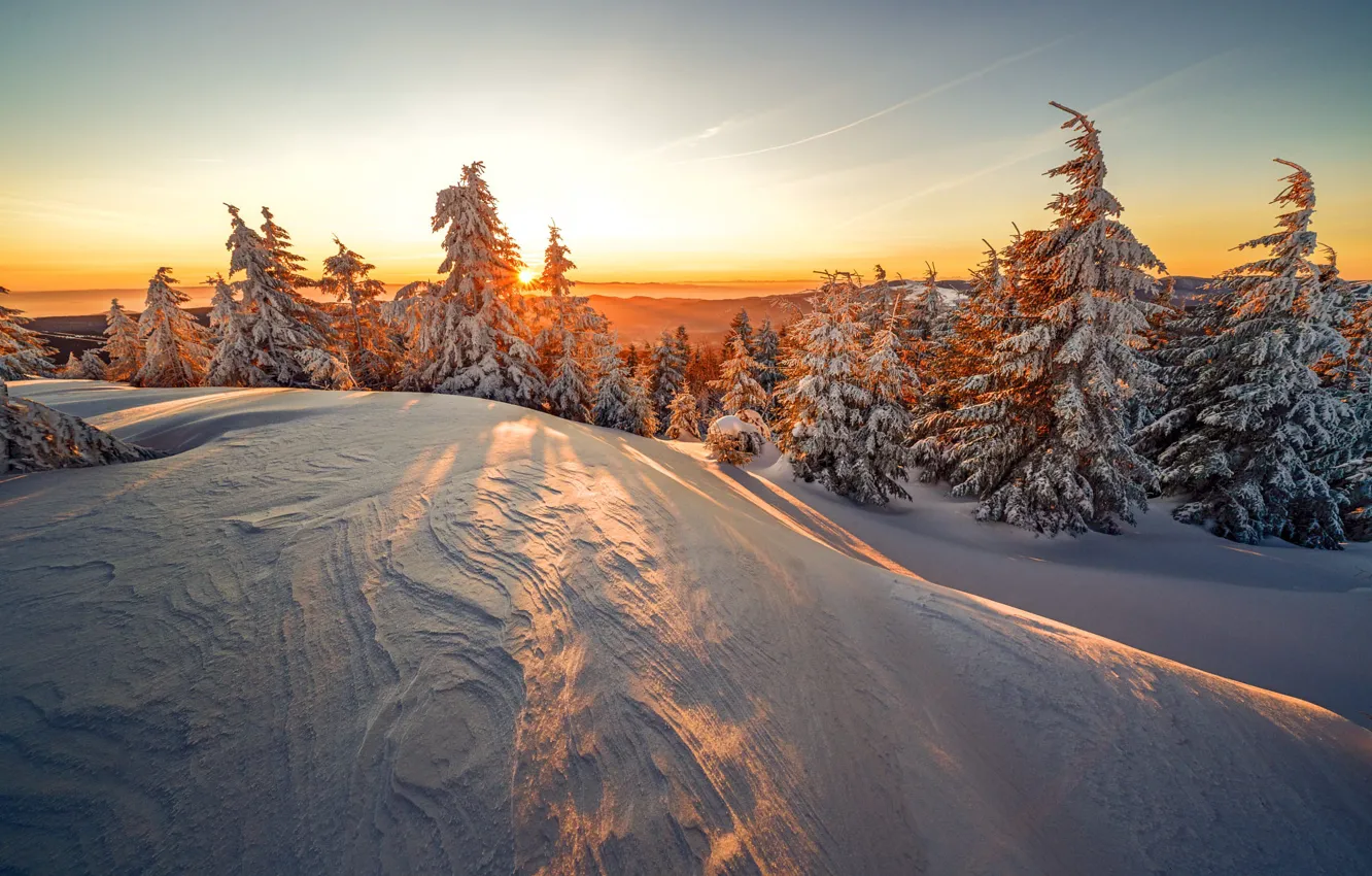 Photo wallpaper winter, forest, the sky, the sun, light, snow, nature, dawn