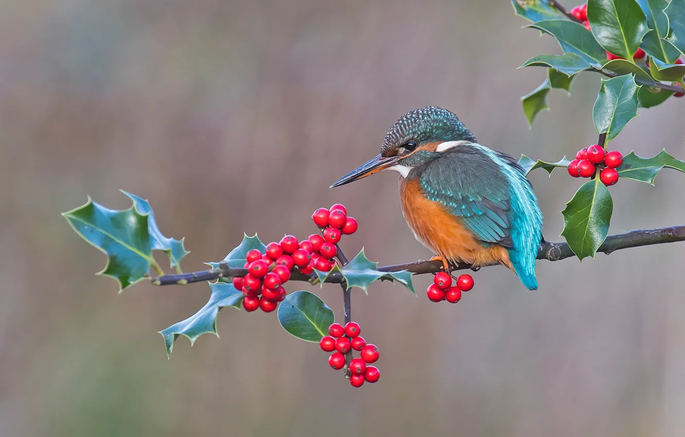 Photo wallpaper branches, berries, bird, fruit, Kingfisher