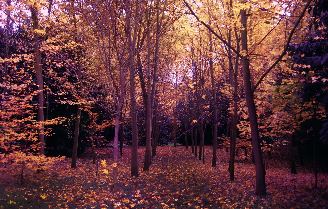 Photo wallpaper Autumn, Trees, Forest, Park, Fall, Park, Autumn, Forest