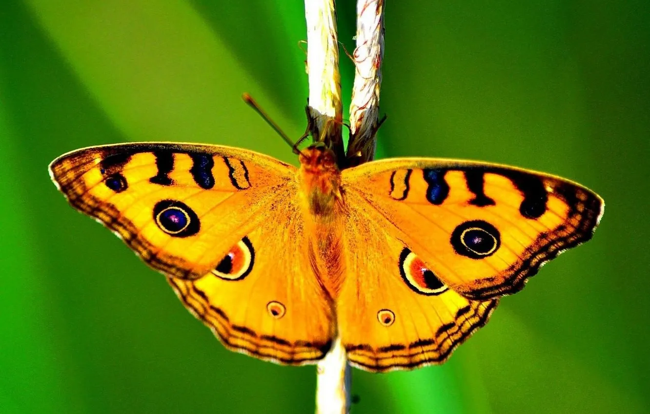 Photo wallpaper microsemi, butterfly, wings, insect, beautiful, closeup
