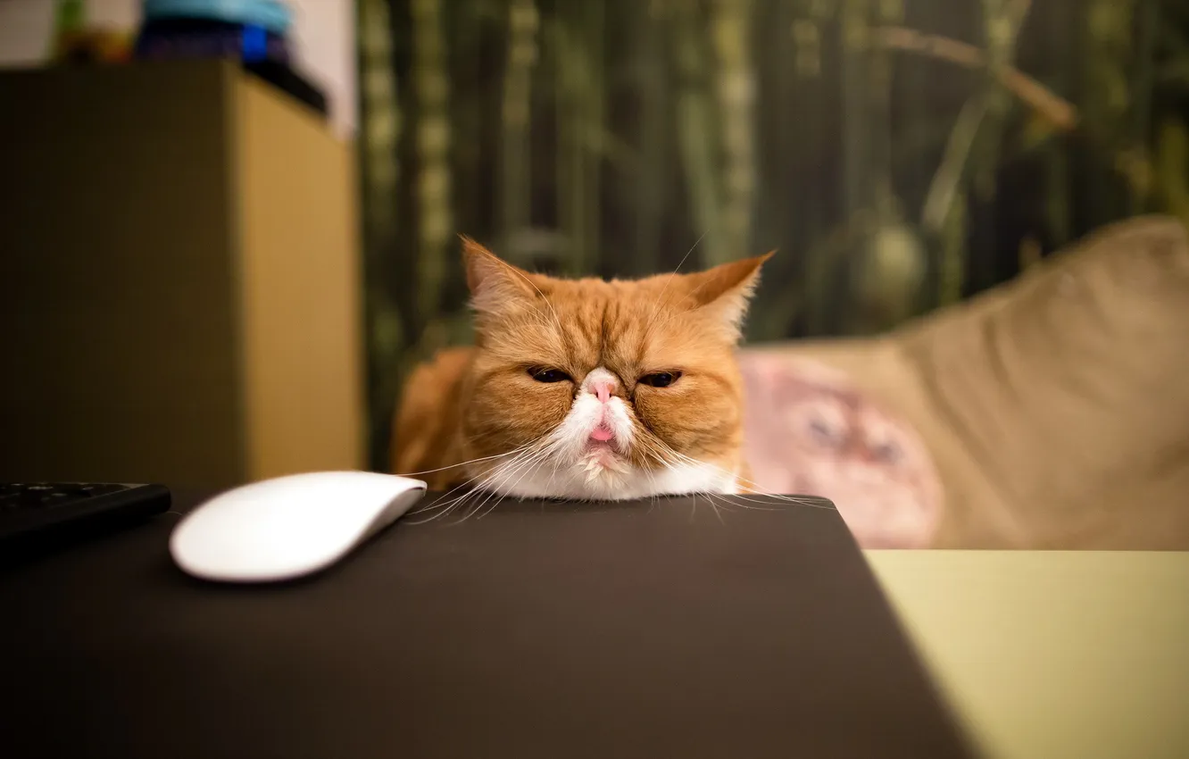 Photo wallpaper cat, look, home