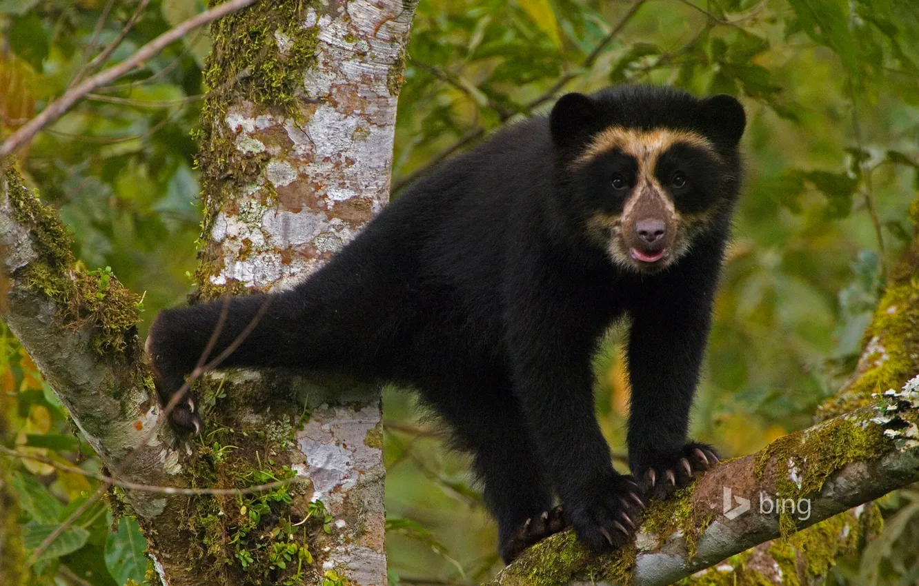Photo wallpaper forest, trees, bear, Ecuador, spectacled bear