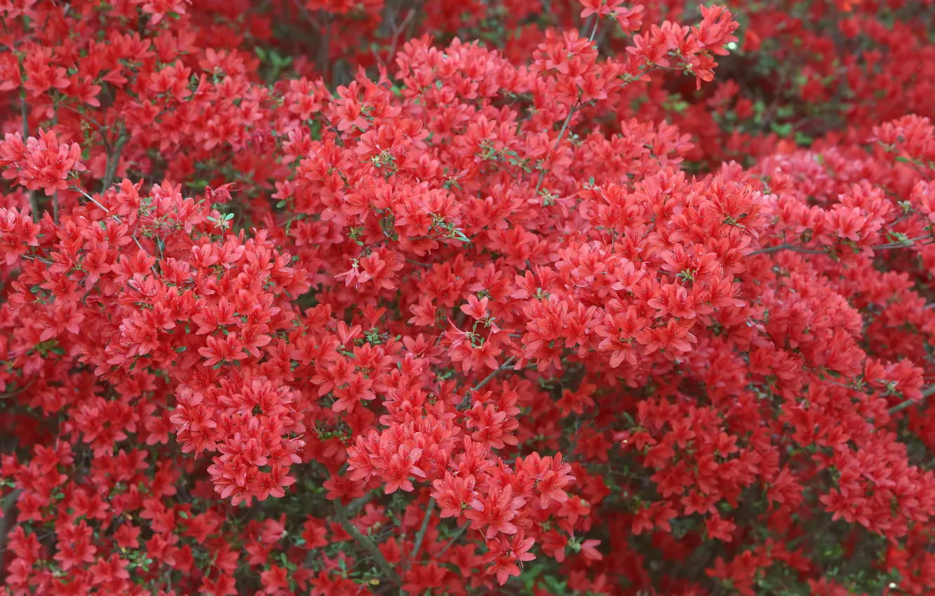 Photo wallpaper flowers, nature, red, the bushes, rhododendron